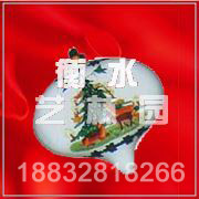 SDGJ0818(ʥ���Ҽ�)